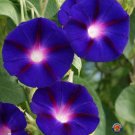 Fresh 25 Seeds Morning Glory Purple Flowers Plants Garden