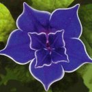 Fresh 15 Seeds Morning Glory Purple Picotee Flowers Plants Garden