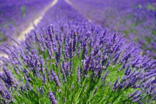 Fresh 50 Seeds Lavender English Ground Cover Purple Plants Garden