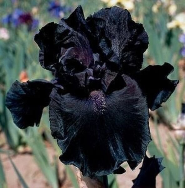 Fresh 25 Seeds Iris Black Flower Planting Floral Plants Garden