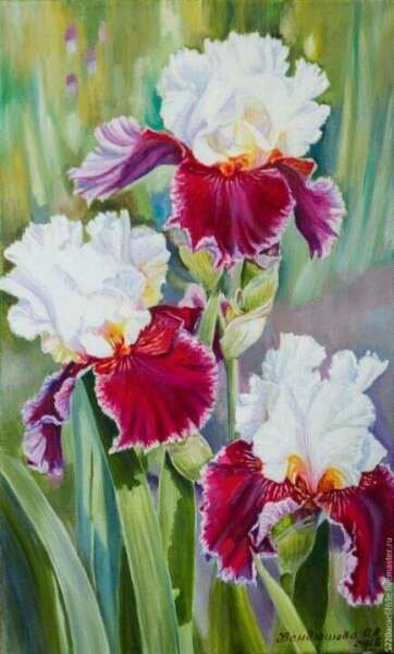 Fresh 25 Seeds Iris Flower Red White Plants Garden