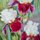 Fresh 25 Seeds Iris Flower Red White Plants Garden