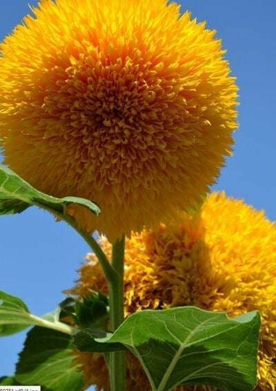 Fresh 50 Seeds Teddy Bear Yellow Sunflowers Plants Garden