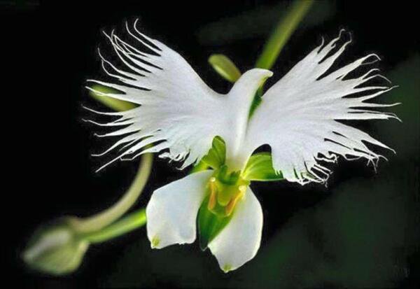 Fresh 25 Seeds Dove Orchid White Egret Flower Plant Plants Garden