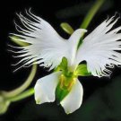 Fresh 25 Seeds Dove Orchid White Egret Flower Plant Plants Garden