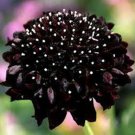 Fresh 25 Seeds Scabiosa Black Knight Flowers Plants Garden