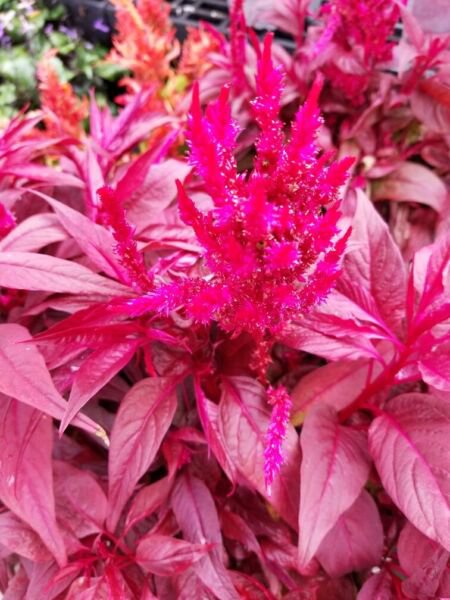 Fresh 150 Seeds Pink Celosia Flower Flowers Garden