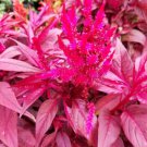 Fresh 150 Seeds Pink Celosia Flower Flowers Garden