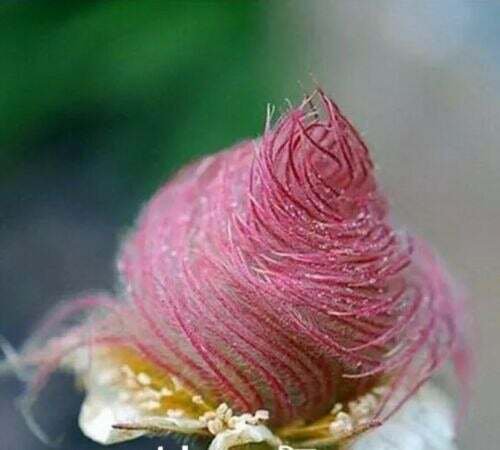 Fresh 25 Seeds Prairie Smoke Flower Bonsai Plant Garden