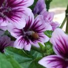 Fresh 25 Seeds Purple Malva Zebrina Flowers Lavender Garden