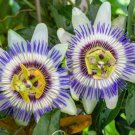 Fresh 25 Seeds Passiflora Caerulea Flowers Garden