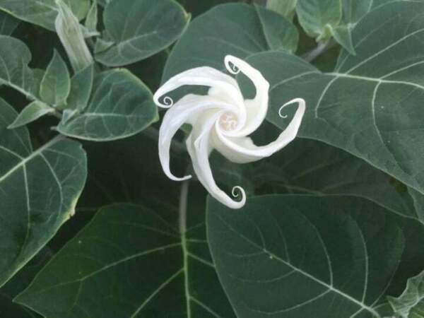 Fresh 25 Seeds White Moon Huge Flowers Garden