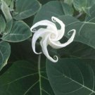 Fresh 25 Seeds White Moon Huge Flowers Garden