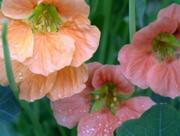 Fresh 25 Seeds Nasturtium Terry Bittock Flowers Pink Peach Orange Garden