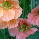 Fresh 25 Seeds Nasturtium Terry Bittock Flowers Pink Peach Orange Garden