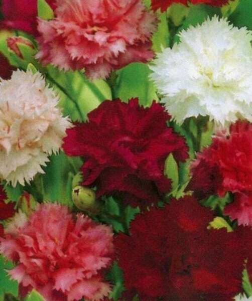 Fresh 50 Seeds Red Pink White Carnation Flowers Garden