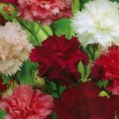 Fresh 50 Seeds Red Pink White Carnation Flowers Garden