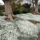 Fresh 200 Seeds Cerastium Biebersteinii White Ground Cover Garden