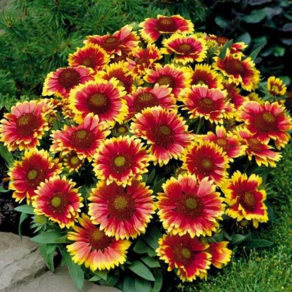 Fresh 50 Seeds Blanket Cone Flowers Yellow Red Orange Garden