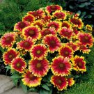 Fresh 50 Seeds Blanket Cone Flowers Yellow Red Orange Garden