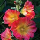 Fresh 25 Seeds Pink Orange Hollyhock Flowers Garden