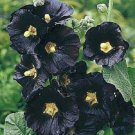 Fresh 25 Seeds Black Hollyhock Flowers Garden