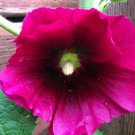 Fresh 25 Seeds Burgundy Pink Hollyhock Flowers Garden