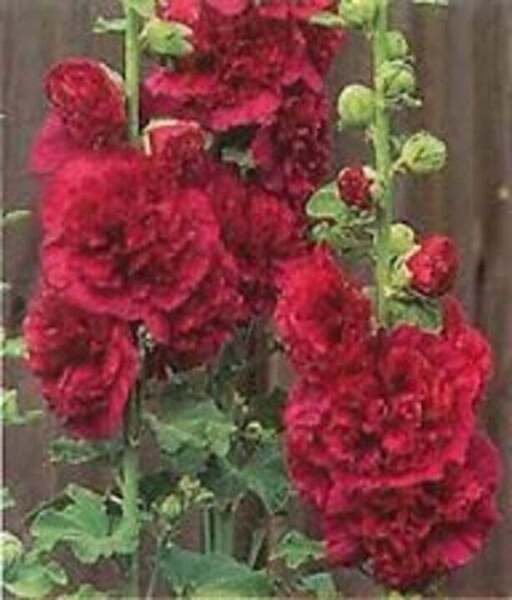Fresh 25 Seeds Maroon Double Hollyhock Easy To Grow Flower Dark Red Garden