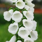Fresh 200 Seeds Foxglove White Thimble Flowers Hoe Plant Garden