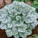 Fresh 50 Seeds Coral Bells Heuchera Flowers Hoe Plant Garden