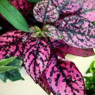 Fresh 50 Seeds Pink Hypoestes Sanguinolenta Hoe Plant Garden