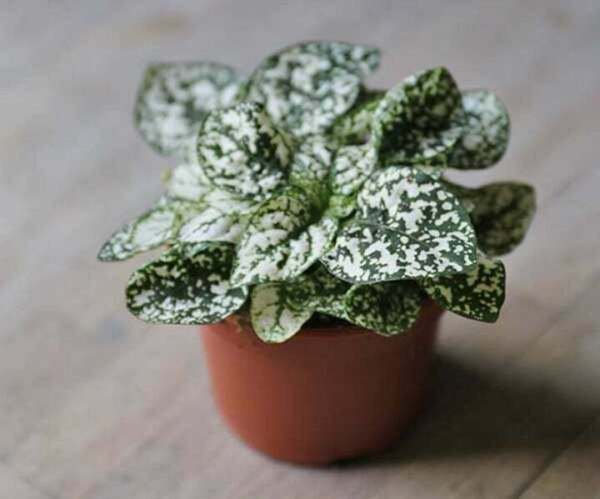 Fresh 25 Seeds Hypoestes Phyllostachya White Dot Leaves Hoe Plant Garden