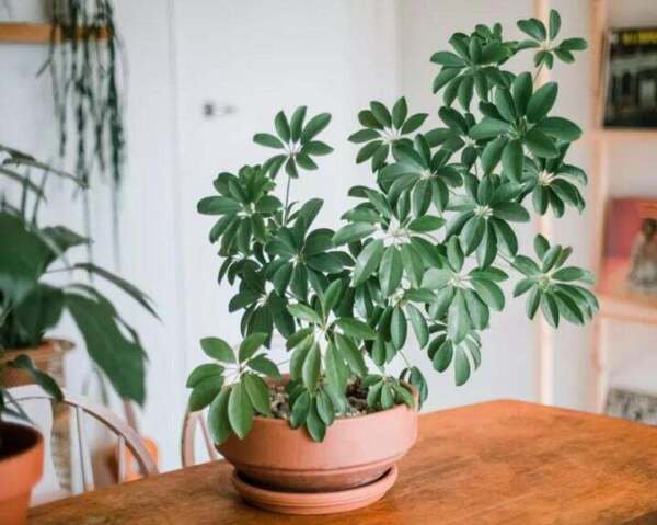 Fresh 25 Seeds Schefflera Arboricola Hoe Plant Garden
