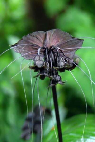 Fresh 25 Seeds Bat Orchids Flower Black Plant Plant Garden