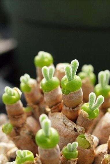 Fresh 25 Seeds Green Rabbit Ears Succulent Cact Plant Planting Easy Garden