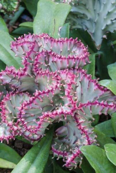 Fresh 25 Seeds Pink Coral Cact Succulent Plant Garden