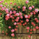 Fresh 25 Seeds Red Pink Rose Climbing Bh Vine Plants Garden