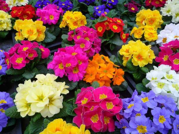 Fresh 50 Seeds Mixed English Primrose Plants Flowers Garden