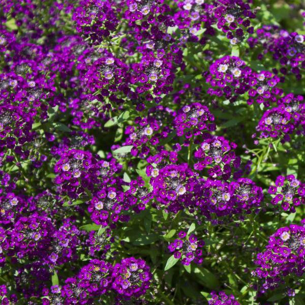 Fresh 200 Alyssum Oriental Nights Ground Cover Purple Seeds Plants Garden