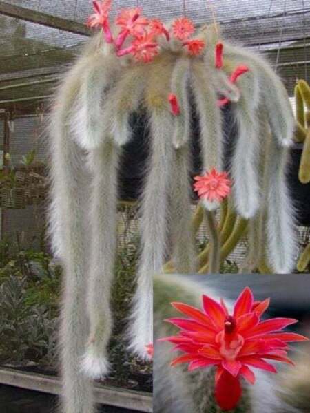 Fresh 25 Seeds Monkey Tail Cact Flower Plants Planting 25 Garden
