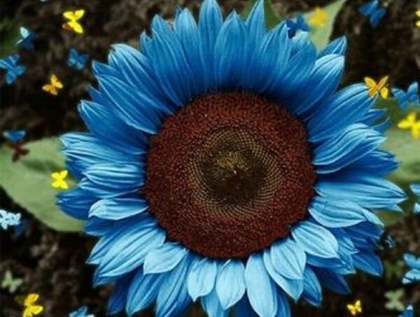 Fresh 50 Bright Blue Sunflower Seeds Plants Planting 50 Garden