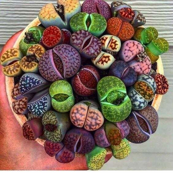 Fresh 50 Seeds Living Stones Lithops Cact Garden
