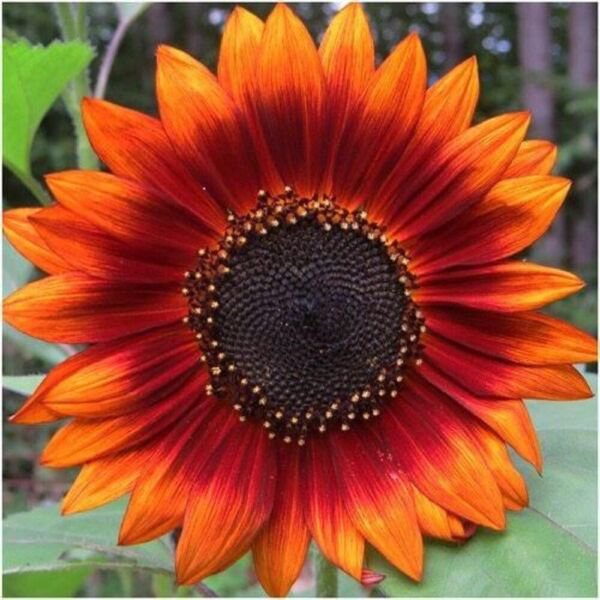 Fresh 50 Seeds Orange Sunflower Bright Plants Planting 50 Garden