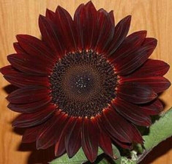 Fresh 50 Deep Brown Sunflower Seeds Plants Planting 50 Garden