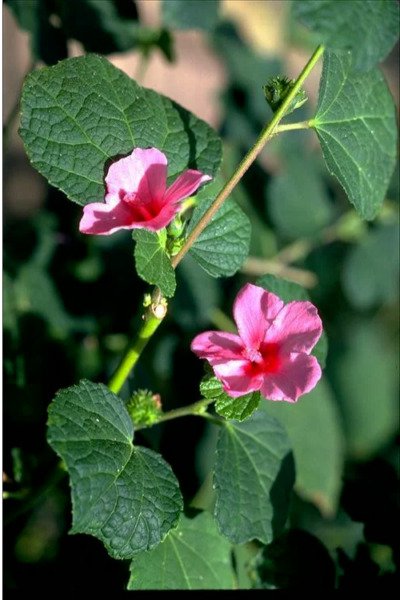 Urena Lobata Caesarweed Congo Jute Flowering Herb Medicinal Plant 15 Seeds Fresh Garden