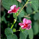 Urena Lobata Caesarweed Congo Jute Flowering Herb Medicinal Plant 15 Seeds Fresh Garden