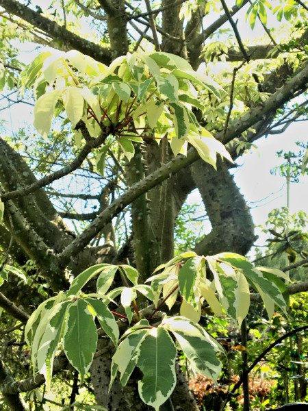 Variegated Ceiba Pentandra Kapok Tree Silk Cotton Caudex Rare Plant 5 Seeds Fresh Garden
