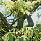 Variegated Ceiba Pentandra Kapok Tree Silk Cotton Caudex Rare Plant 5 Seeds Fresh Garden