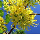 Ylang Ylang Flower Cananga Odorata Channel#5 Perfume Fragrant Tree 10 Seeds Fresh Garden