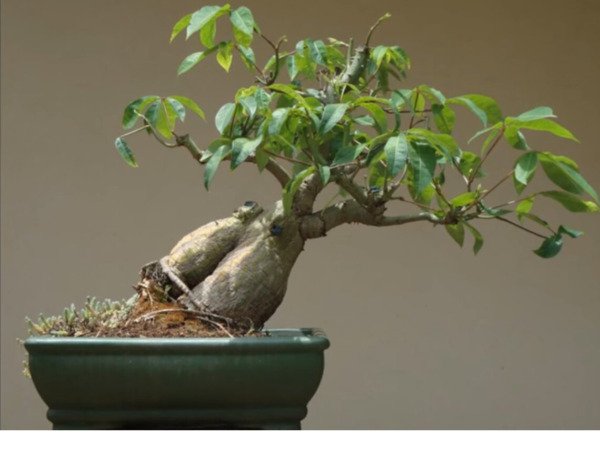 Bonsai Kapok Tree Ceiba Pentandra Silk Cotton Caudex Plant Rare Seed 10 Seeds Fresh Garden